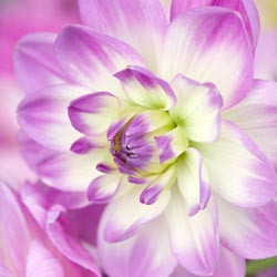 Dahlias, Dahlia Types, dahlia Varieties, Cactus Dahlias, Semi Cactus Dahlias, Decorative Dahlias, Pompon Dahlias, Ball Dahlias, Anemone Dahlias, Collarette Dahlias, Mignon Dahlias, Single Dahlias, Peony Dahlias, Orchid Dahlias, Waterlily Dahlias